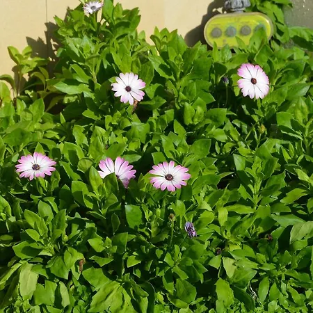 Casa De El Pris בית נופש
